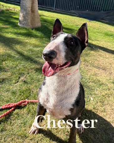 Chester